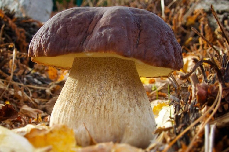 Mushroom mycelium forest mushrooms Packaging status original