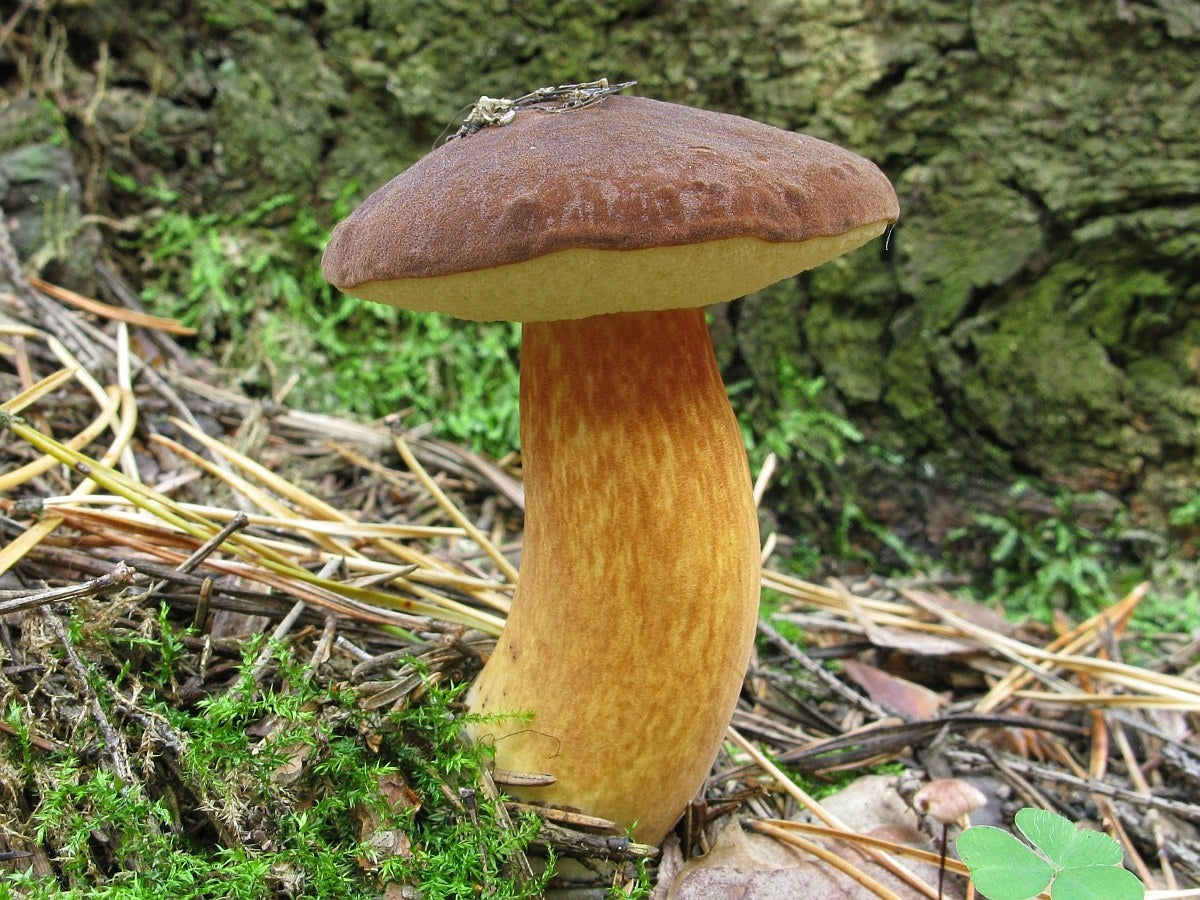 Mushrooms mushrooms selected mycelium XXL Manufacturer Mycelium