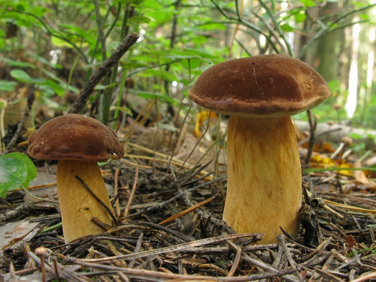 Mushrooms mushrooms selected mycelium XXL Manufacturer code Grzybnia Podgrzybki 120ml