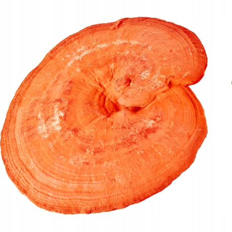 MycoMedica REISHI Immunity Sleep Calm 90 kaps. + FREEBIE Expiration date at least six months from the date of purchase