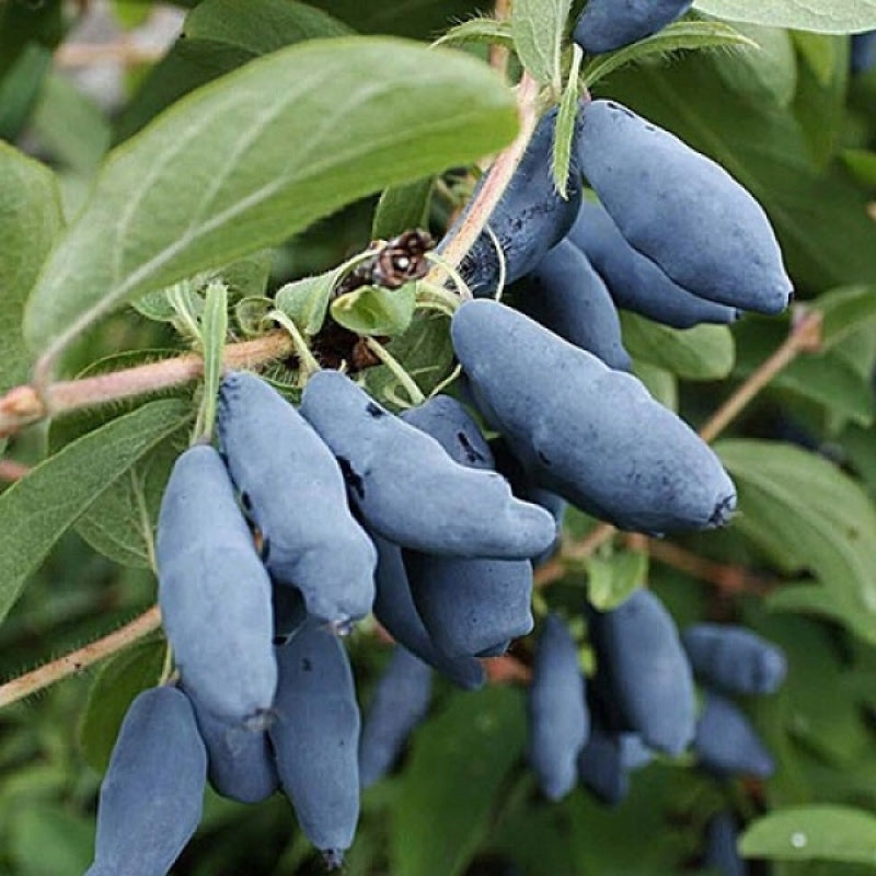 Mycorrhiza fertilizer for BLUEBERRIES large fruit 1,5l (30 doses) Kind Mycorrhiza for Heather Plants