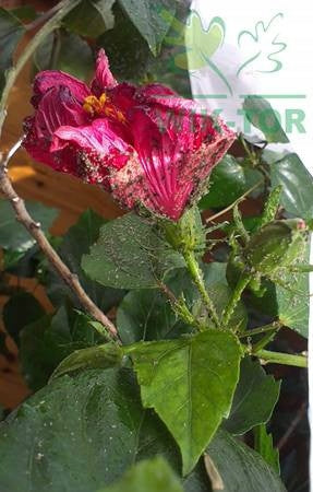 NATURAL REMEDY for fungal diseases 0,75l In roses and other flowers Manufacturer code 192877