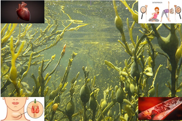 NSP Kelp Nature's Sunshine (100 caps.) brown seaweed Manufacturer code 410