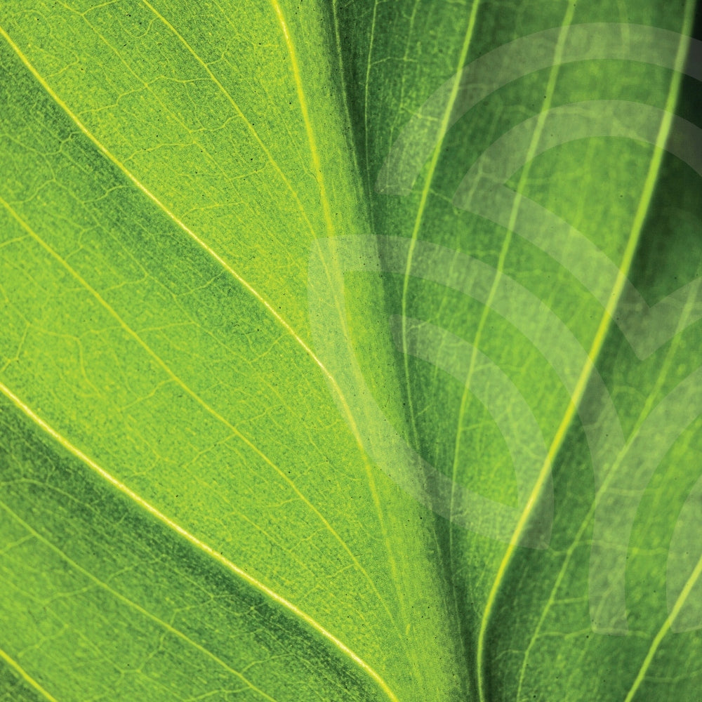 Nature's Sunshine Chlorophyll Liquid NSP 476 ml Brand Nature's Sunshine