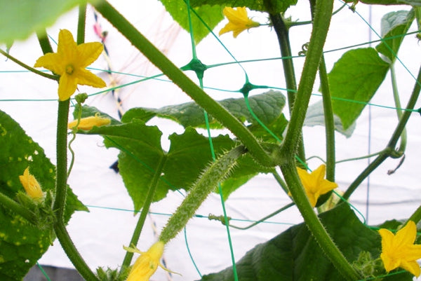 Net Vegetable support climbing plants 2x10m 15x17cm AS-CN08151720010 EAN (GTIN) 5907544412250