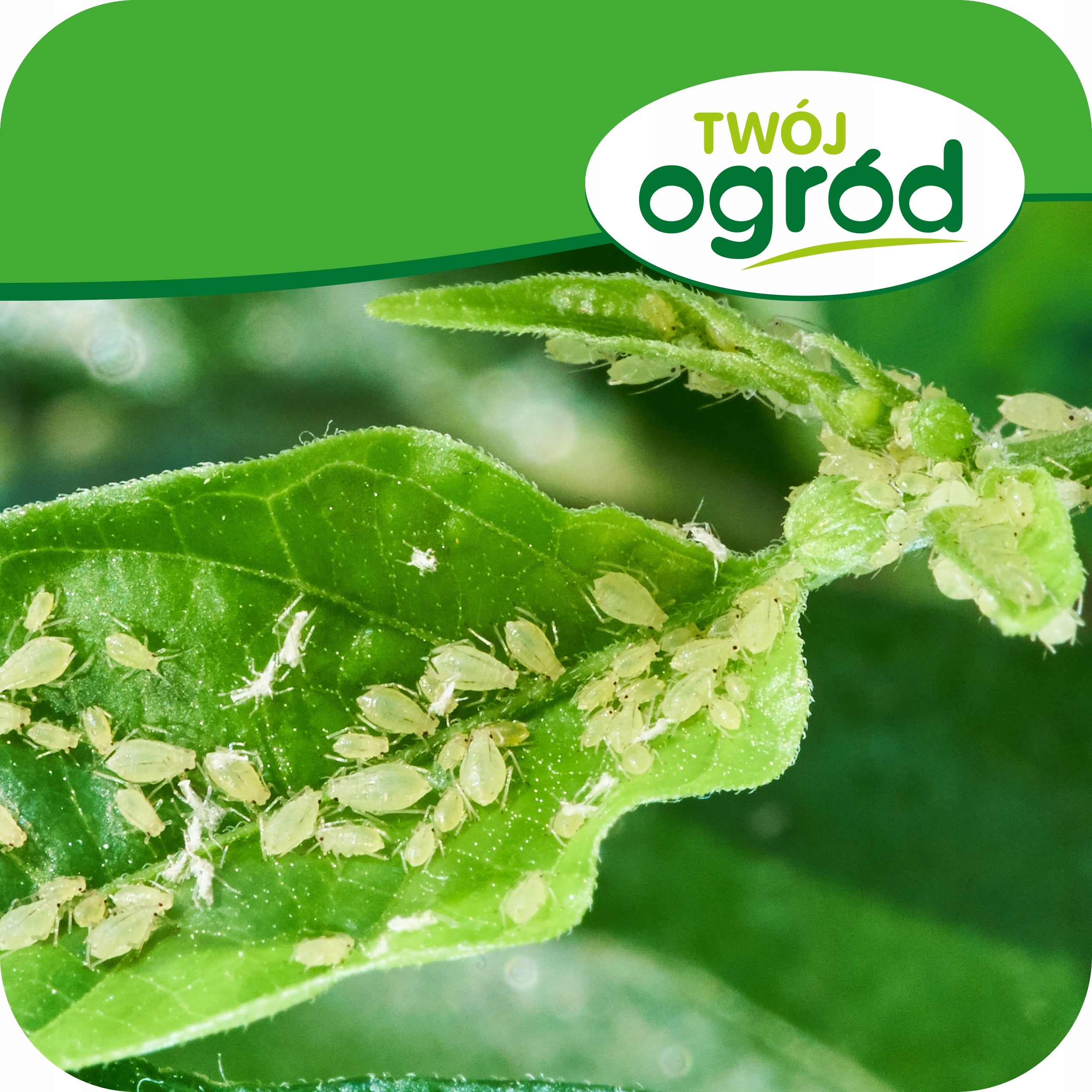 Next Pro 1l ECO-FRIENDLY UNIVERSAL INSECTICIDE SPIDER MITE APHIDS Form liquid