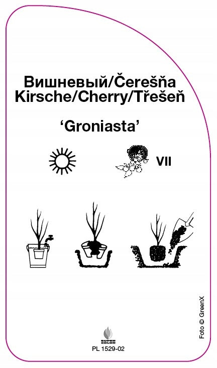 Nursery label Cherry 'Groniasta' EAN (GTIN) 5906451039642