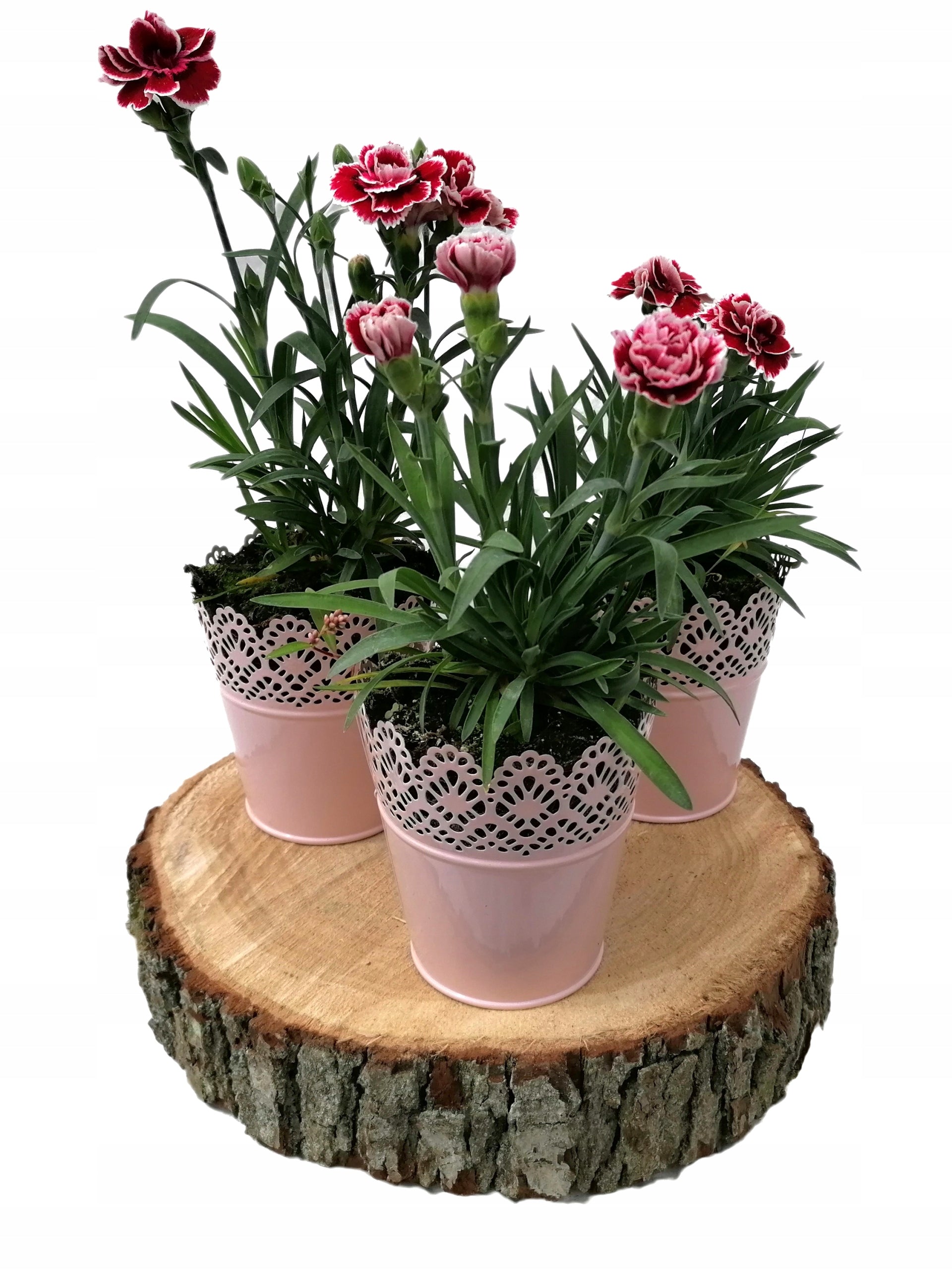 OAK patch oak diameter 45 cm EAN (GTIN) 5907633292046