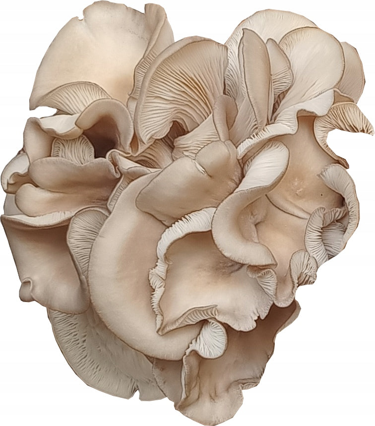 OYSTER MUSHROOM OYSTER MUSHROOMS Kind other