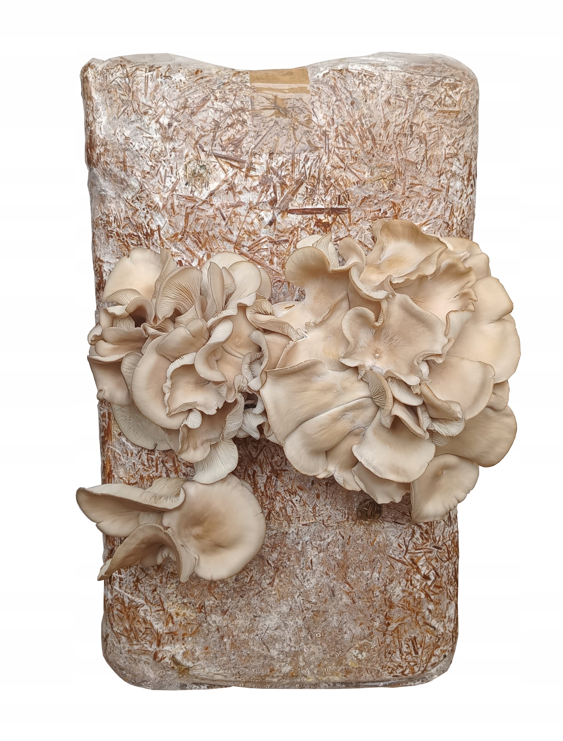 OYSTER MUSHROOM OYSTER MUSHROOMS Manufacturer code 1418