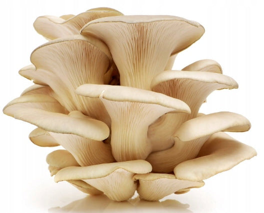 OYSTER MUSHROOM OYSTER MUSHROOMS Weight 13 kg