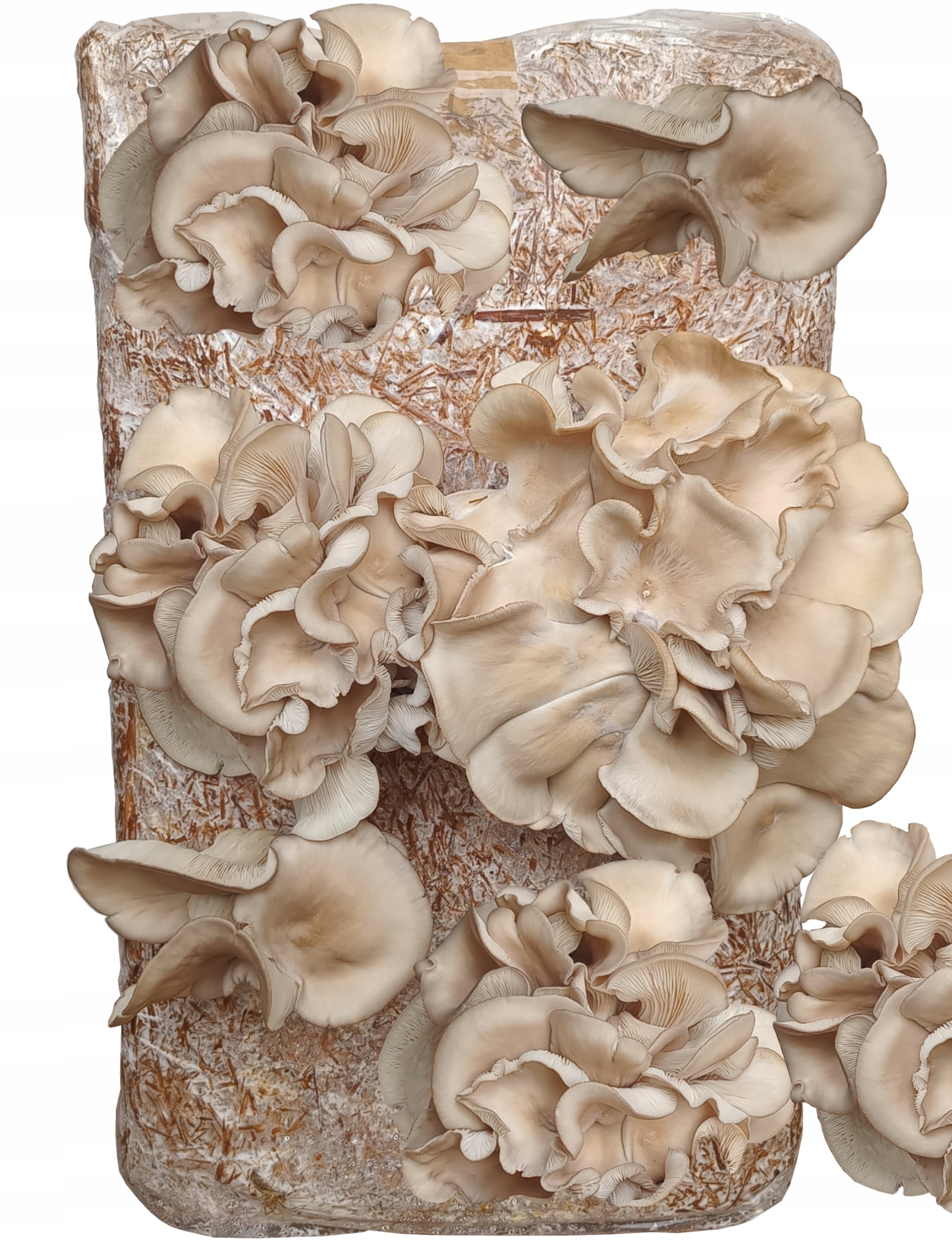 OYSTER MUSHROOM OYSTER MUSHROOMS