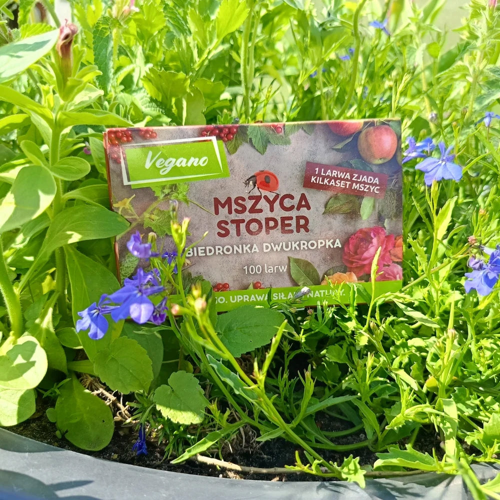 On aphids Aphid Stopwatch for roses ladybug larvae 200larvae Vegano Manufacturer code 5904826822448