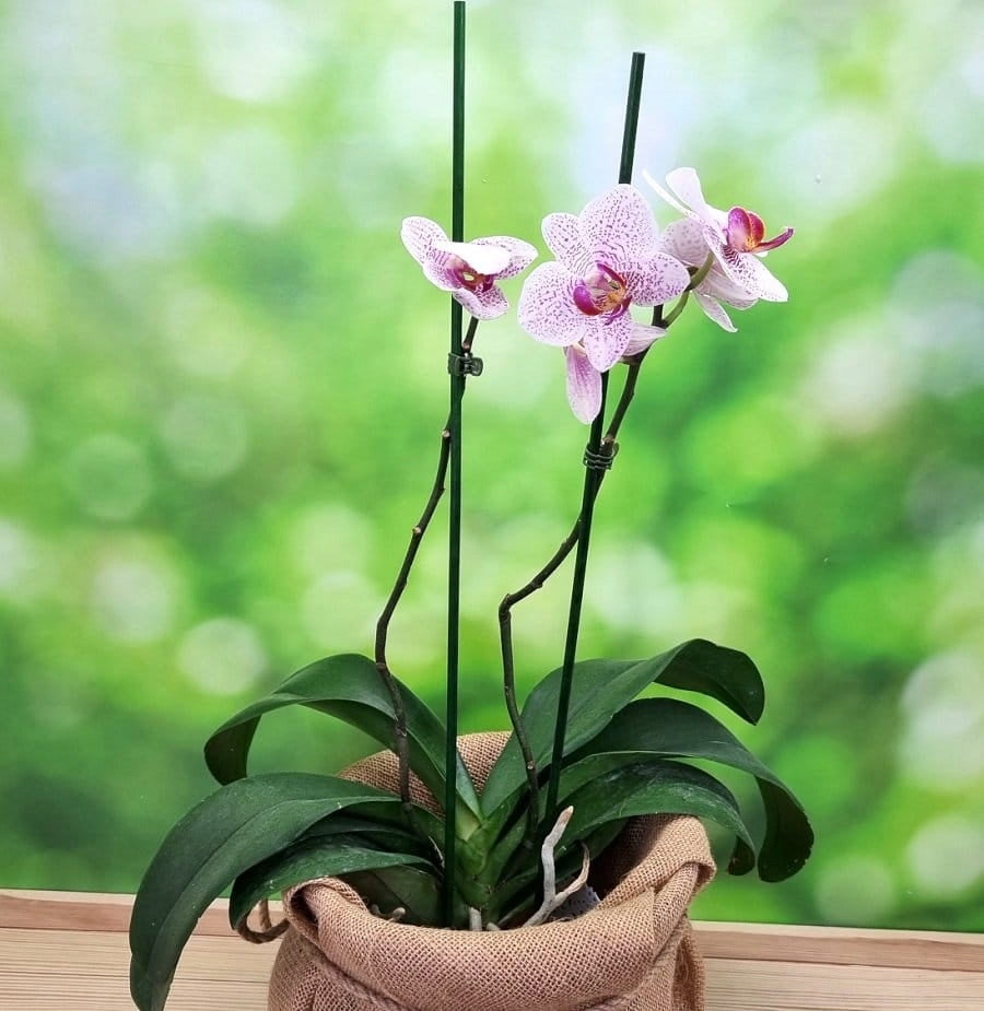 Orchid Clips 10pcs - Plant Attachment Clips for Support Pole Product height 1.4 cm