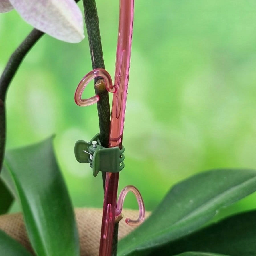 Orchid clips x 100pcs - clips fixing plants to the support pole Product width 1 cm