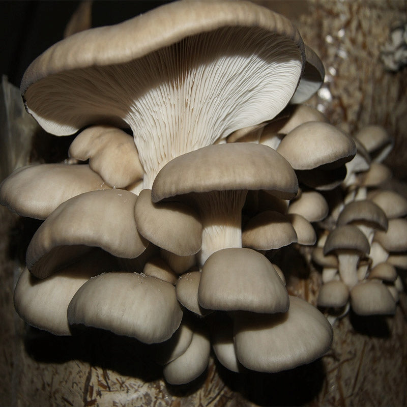 Oyster mushroom 15kg – Record Yield!!! OYSTER Mushroom Kind other