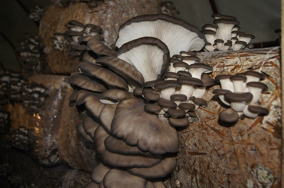 Oyster mushroom 15kg – Record Yield!!! OYSTER Mushroom Manufacturer Planto