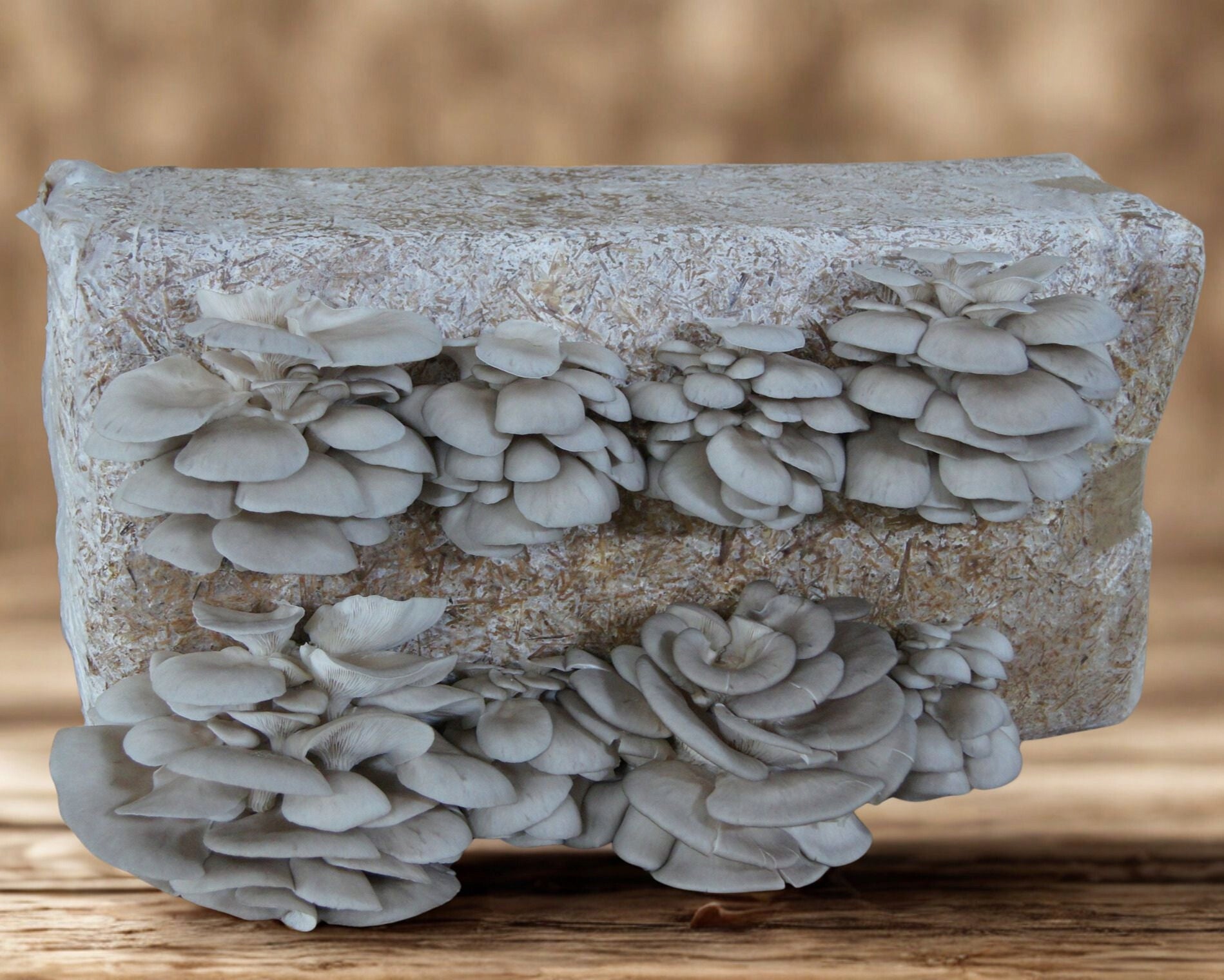 Oyster mushroom 15kg – Record Yield!!! OYSTER Mushroom Packaging status original