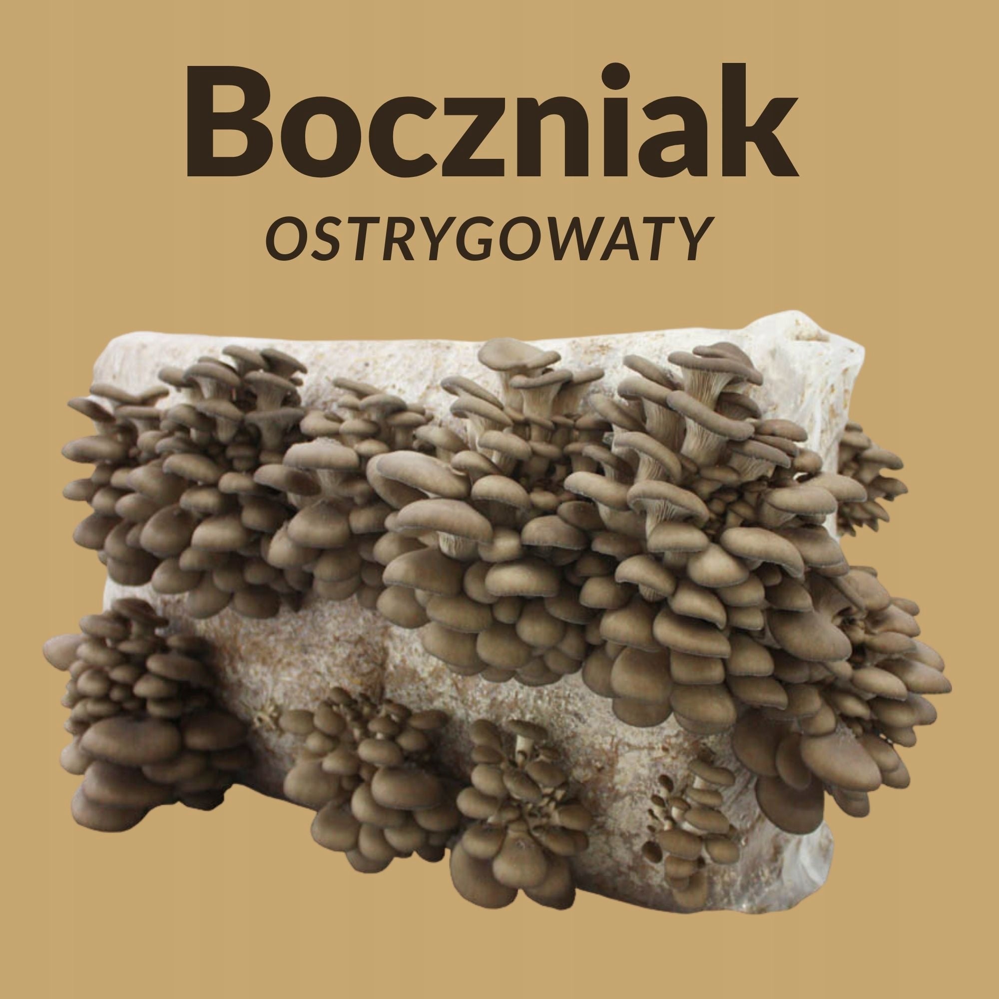 Oyster mushroom 15kg – Record Yield!!! OYSTER Mushroom