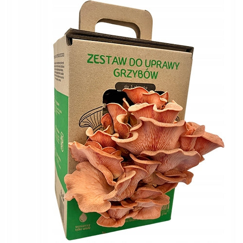 Oyster mushroom pink MUSHROOMS GROW KIT ready set