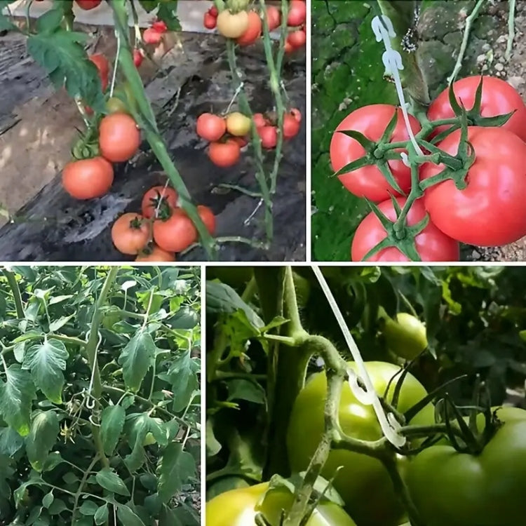 PLANT HOOKS Tomato Stem Holders - 10 PCS 13 cm Number of pieces 10 pcs