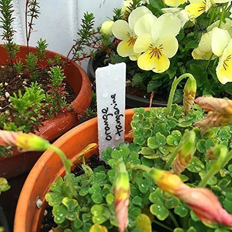 PLANT MARKERS PLASTIC PVC PLUG-IN PLATES LABELS 100 pcs Product height 5 cm