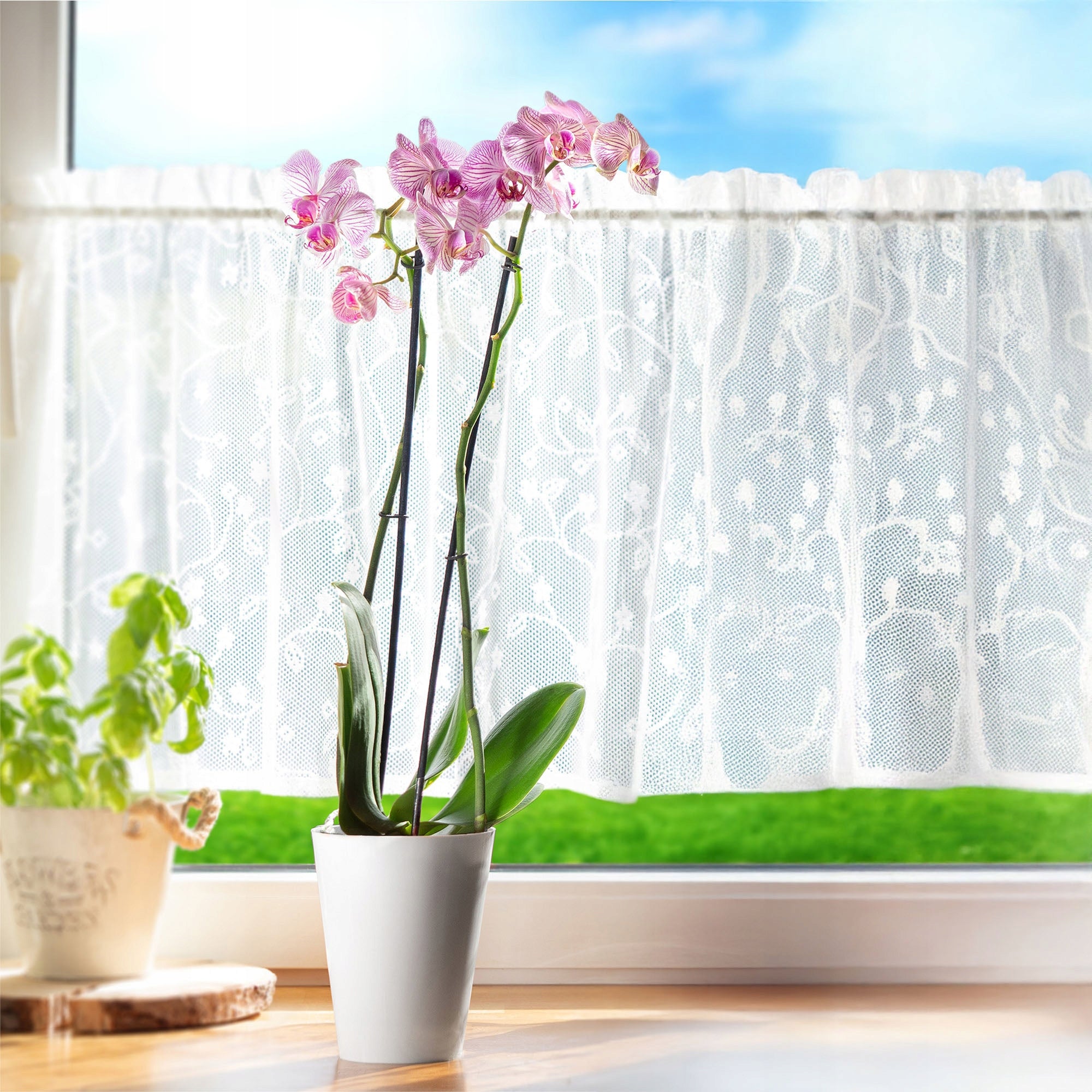 POT COVER FOR ORCHID FLOWERBED PLASTIC FLOWERS WHITE SOLID 13 CM Material synthetic material