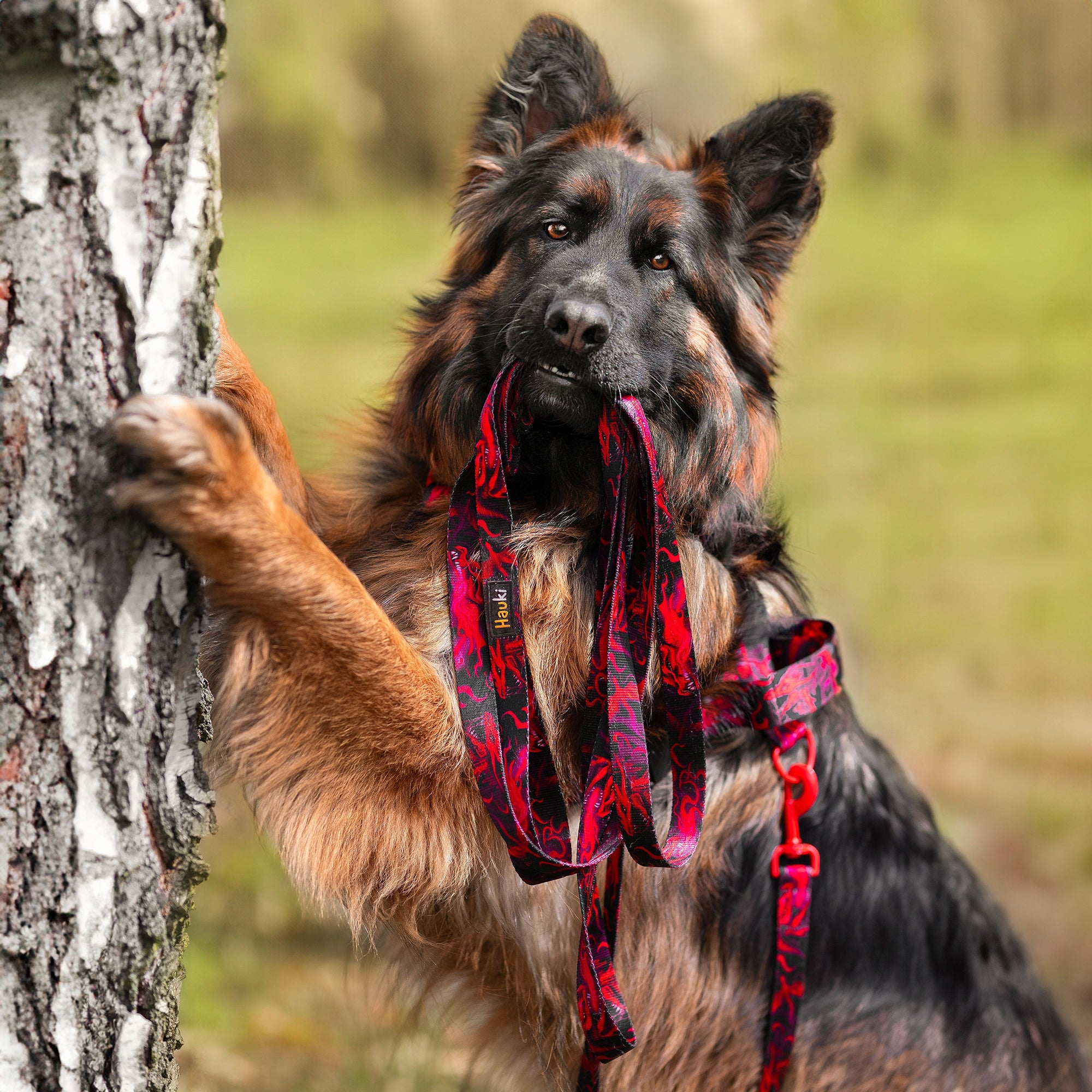 PREMIUM HARNESS FOR A LARGE DOG. DRAGON PATTERN. ADDRESS CARD HOOK FREEBIE! SIZE. M EAN (GTIN) 5905832880309
