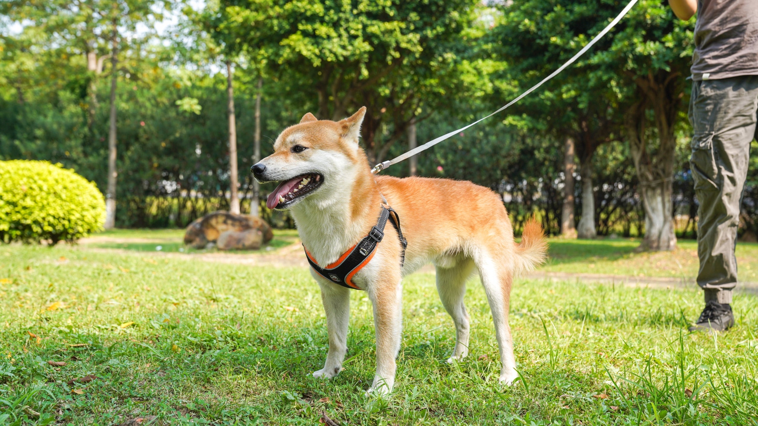 PRESSURE-FREE HARNESS FOR DOG BREATHABLE BREEZE reflective XXS pastel pink Type adjustable