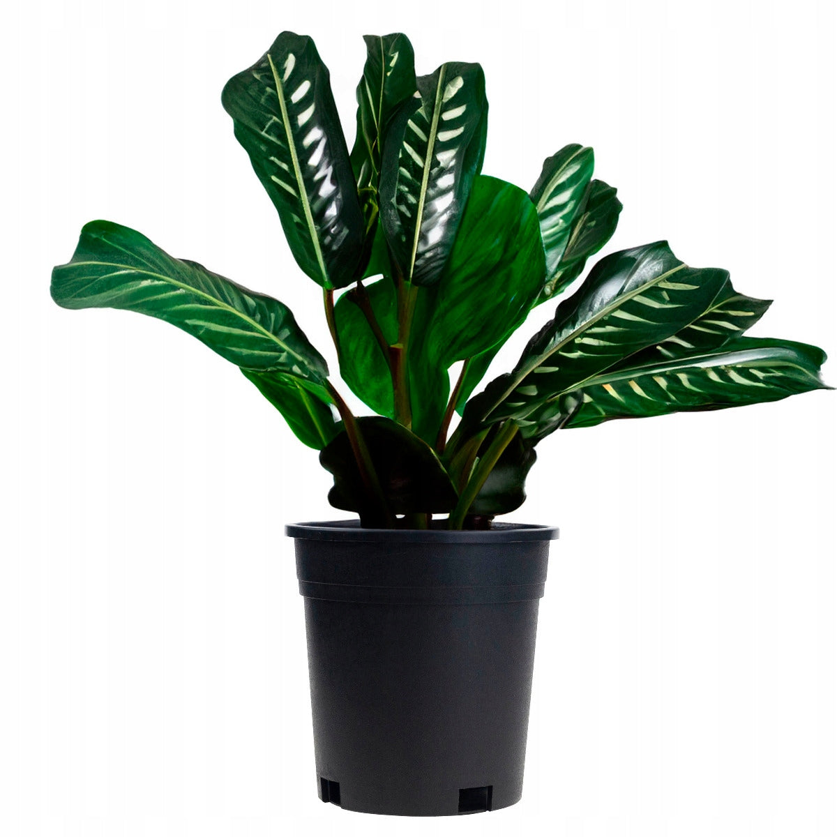 PRODUCTION POT HIGH ROUND SEEDLING WITH RIM 140X140MM SEEDLINGS Color black