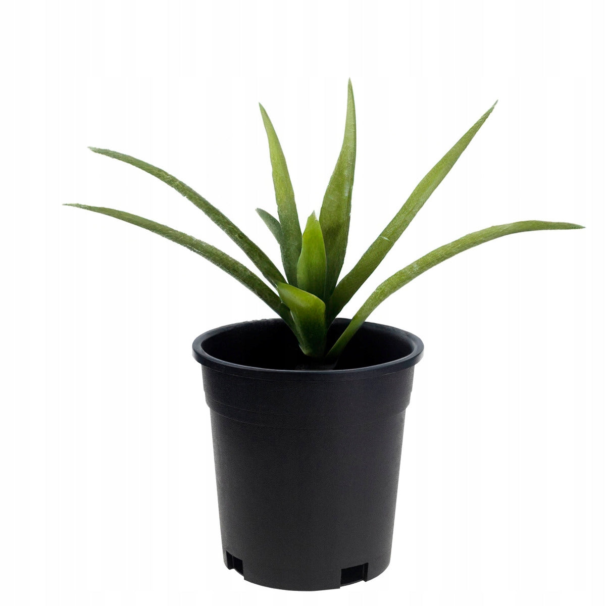 PRODUCTION POT HIGH ROUND SEEDLING WITH RIM 140X140MM SEEDLINGS Length 14 cm
