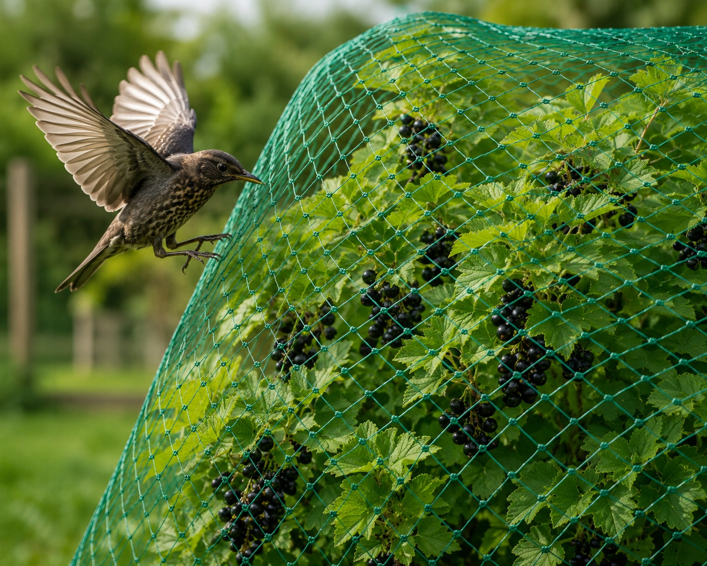 PROTECTIVE BIRD NET 4X6M STRONG AGAINST BIRDS PESTS FOR STARLINGS Manufacturer code SIATKA NA PTAKI 4X6 METRA