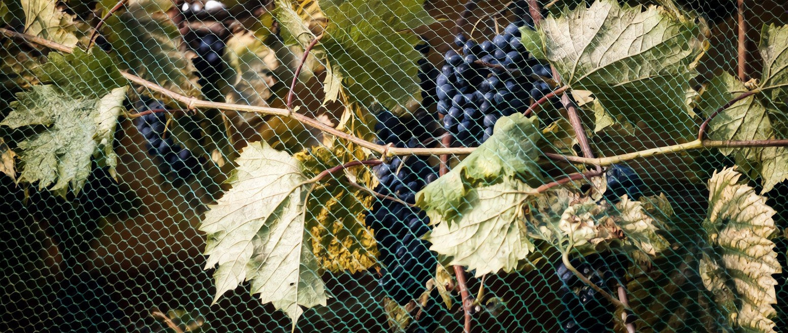 PROTECTIVE NET AGAINST BIRDS BIRD NET FOR TREES BUSH BALCONY 2x10 Brand Przydasie.pl