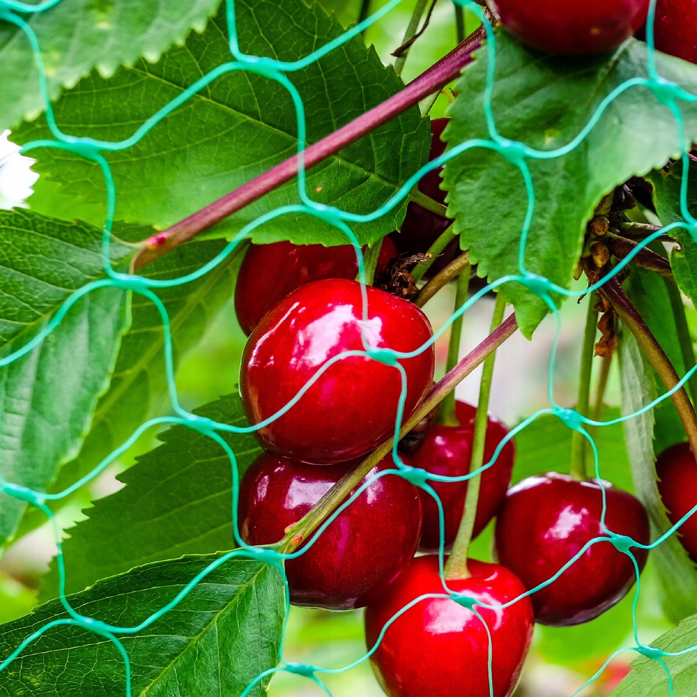 PROTECTIVE NET FOR BIRDS AGAINST BIRDS STARLINGS PIGEONS STRONG COVER 5x100m EAN (GTIN) 5903699431818
