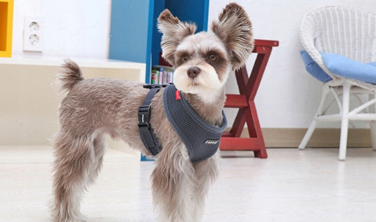 PUPPIA soft graphite dog or cat harness - size: XS EAN (GTIN) 8806166940943
