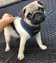 PUPPIA soft graphite dog or cat harness - size: XS Type adjustable