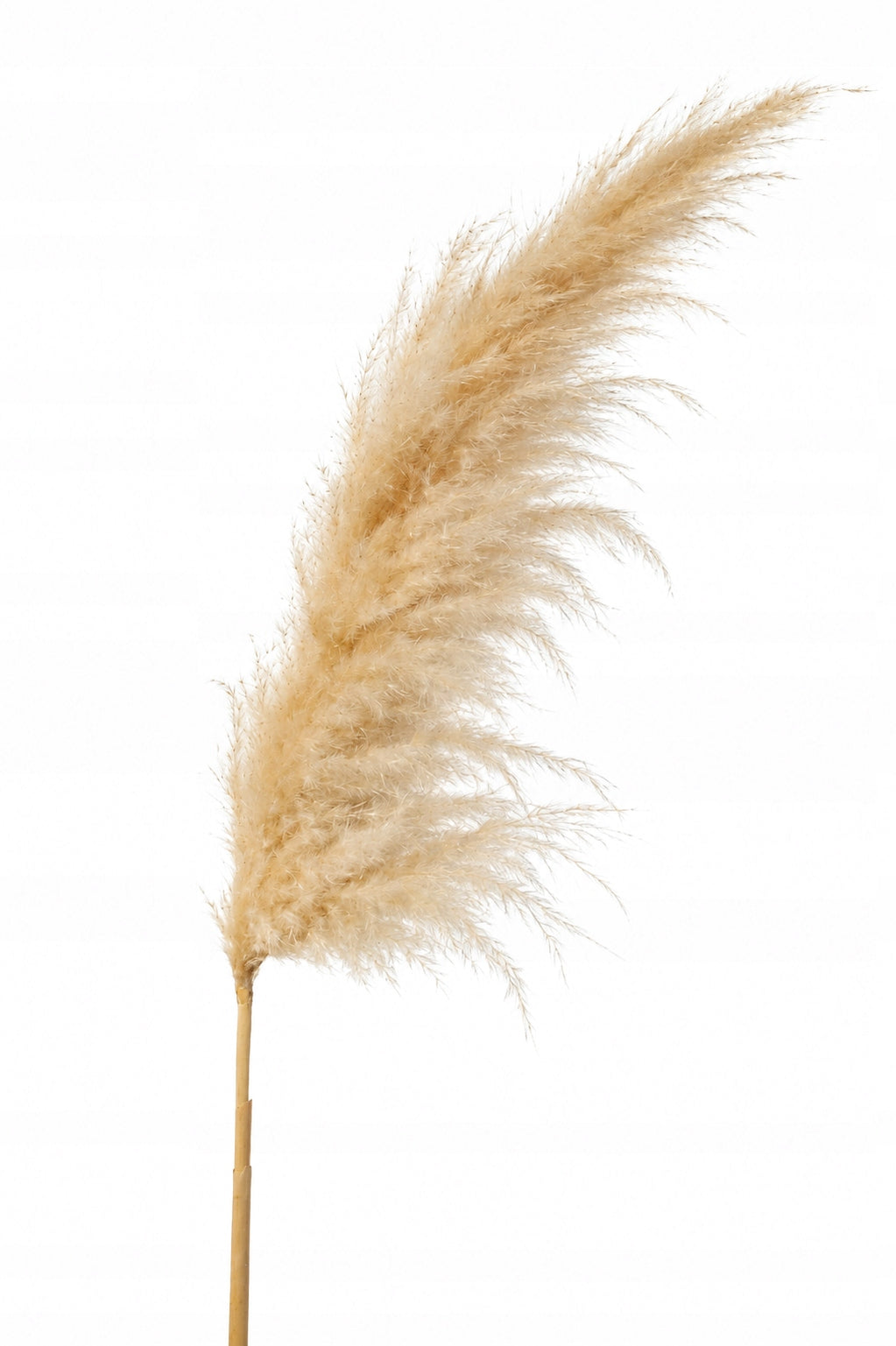 Pampas Grass Beige XL 120 cm 1 pc Natural Dried Premium BOHO Deko