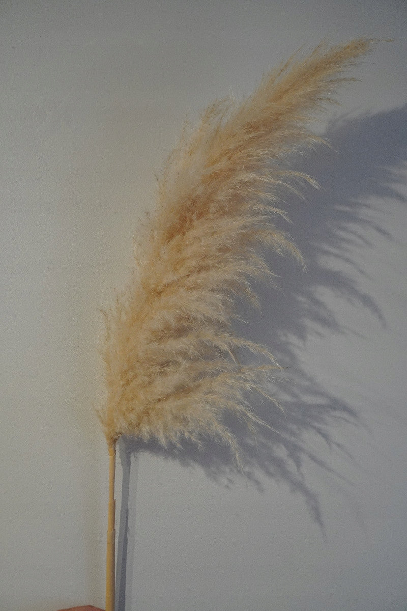 Pampas Grass Natural set of 3 pieces 105-110 cm Premium Dried BOHO Kind decoration