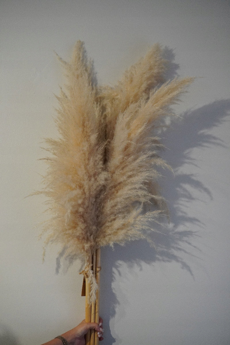 Pampas Grass Natural set of 3 pieces 105-110 cm Premium Dried BOHO Type ornament