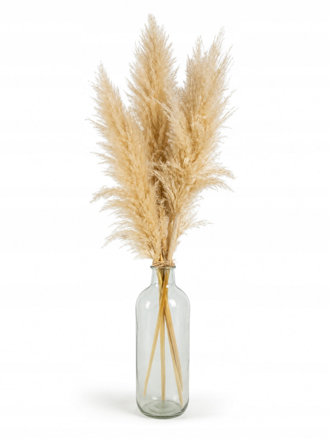 Pampas Grass Natural set of 3 pieces 105-110 cm Premium Dried BOHO