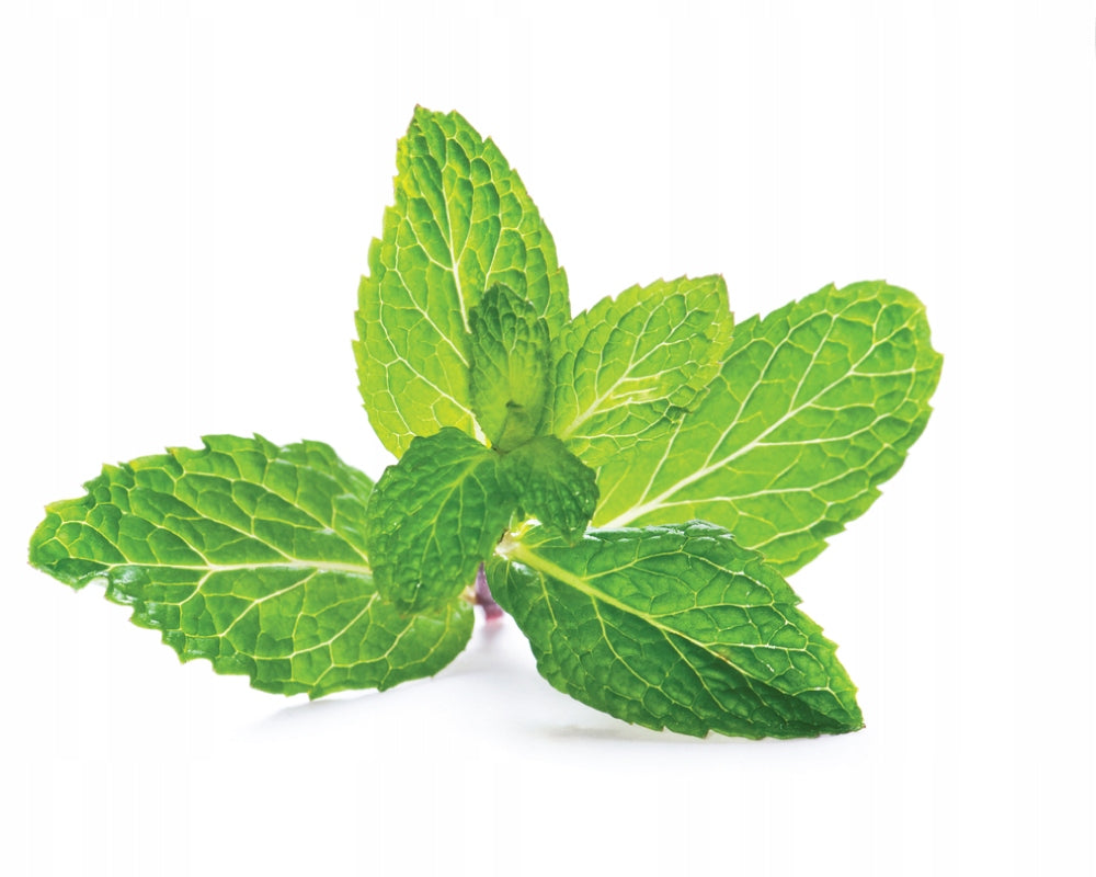 Peppermint oil for mice rodents NATURAL ethereal EAN (GTIN) 5903641613569