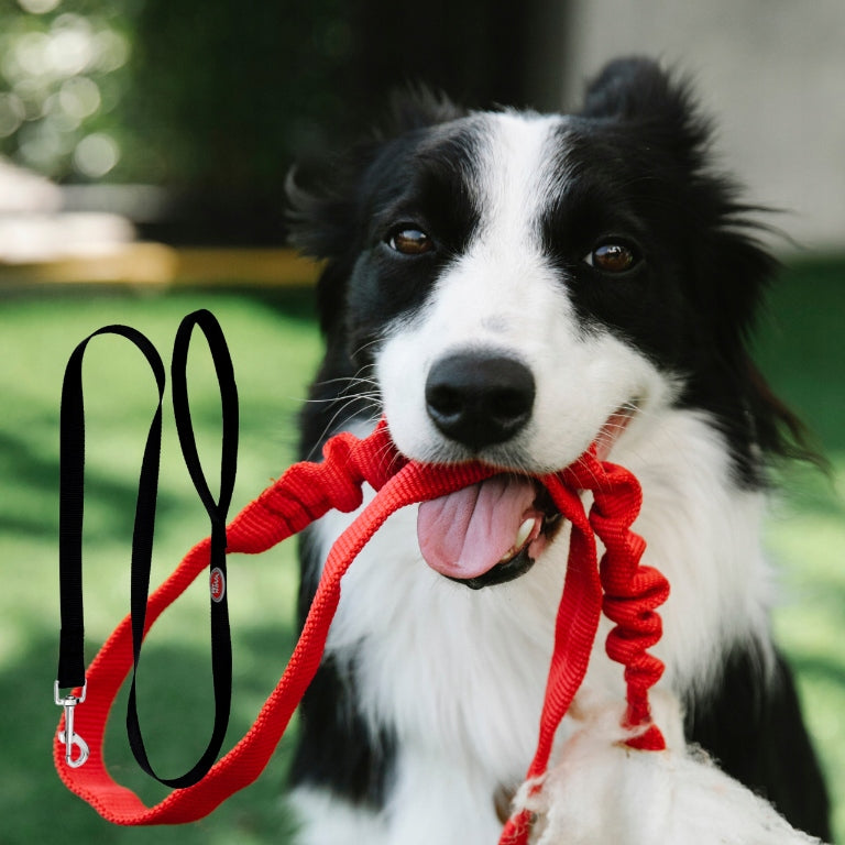 Pet Nova Dog Leash for Small and Large Dogs 4-20kg Black 120cmx2cm Product weight with unit packaging 0.5 kg