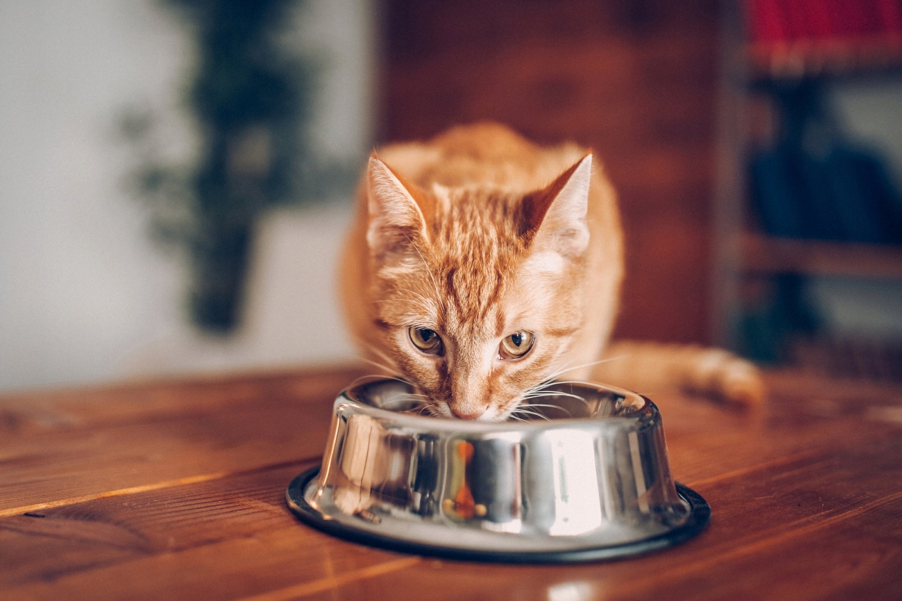 Pet Republic MEGA PACK wet cat food 4 flavors sachet 40x100g Manufacturer code PETREPUBLIC Fileciki karma mokra dla kota