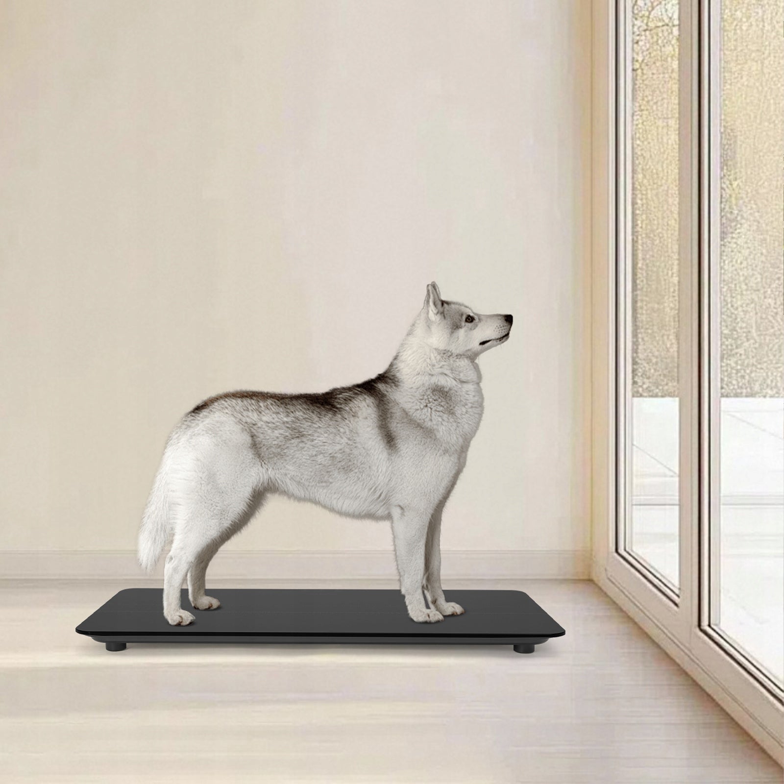 Pet Scale LED Display Tempered Glass 10g Accuracy 50-100kg Manufacturer code fl061504