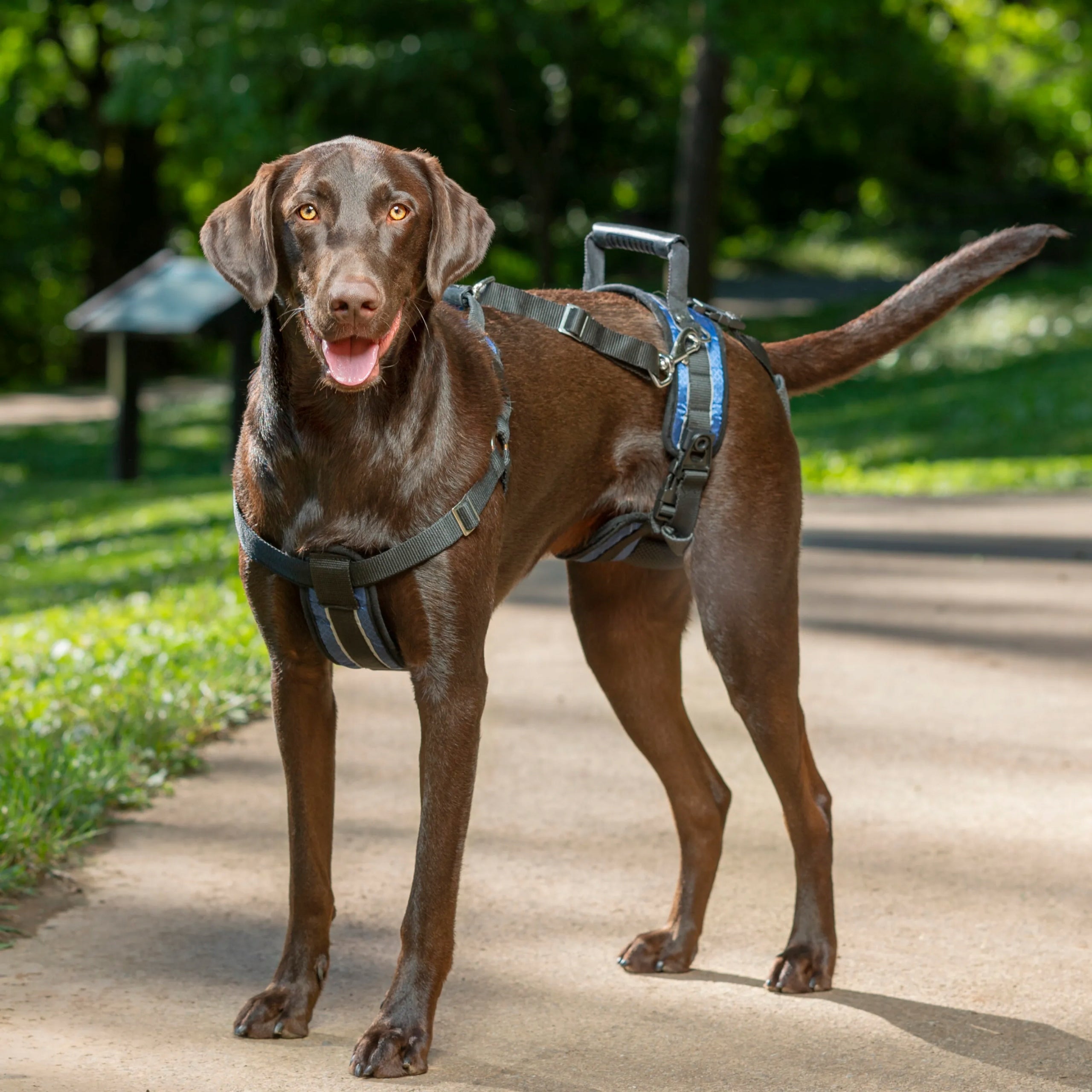 PetSafe Harness Dog Rehabilitation Harness, Large Dog Carrier L EAN (GTIN) 0729849168800