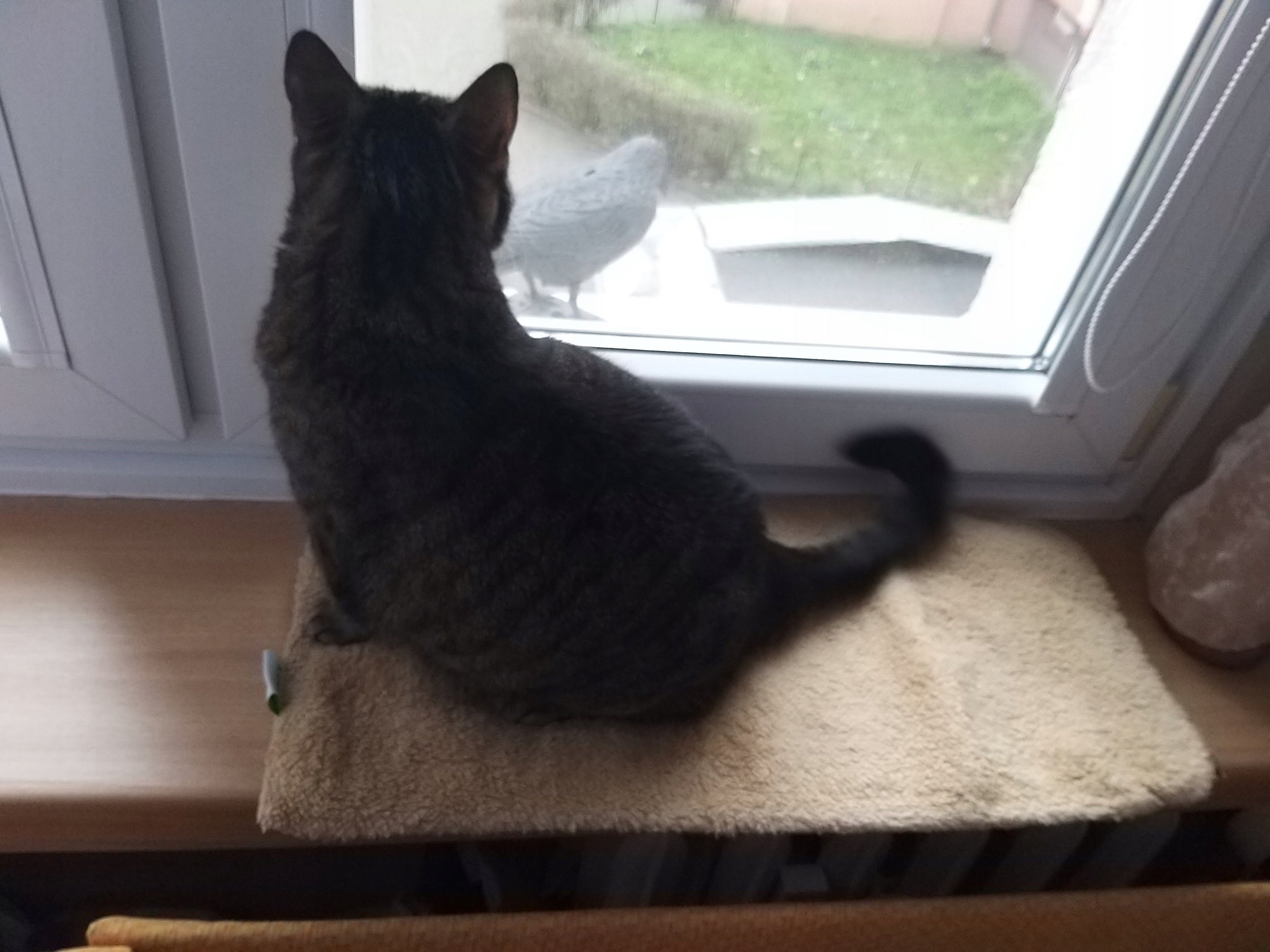 Pillow window sill mat, 60 x 26 x 2 cm KERBL Length 60 cm