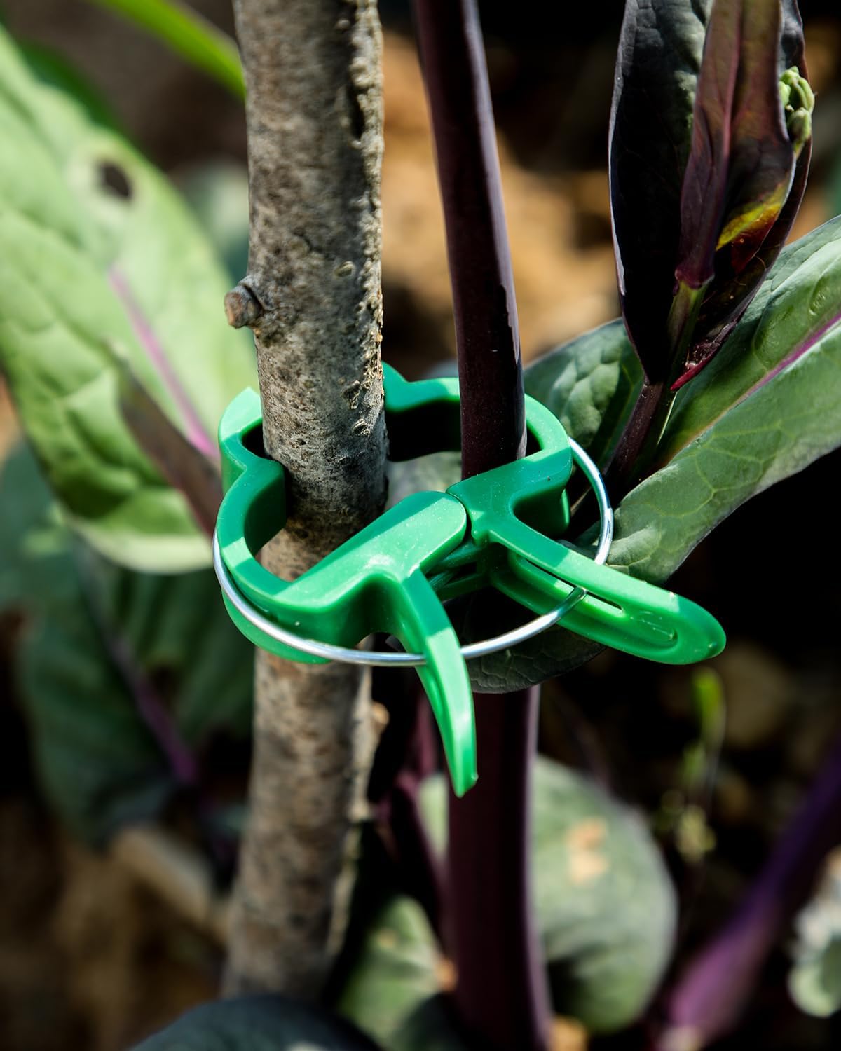 Plant CLIPS Stems Shoot Set of 60 Garden Pieces for Fastening EAN (GTIN) 5902362403190