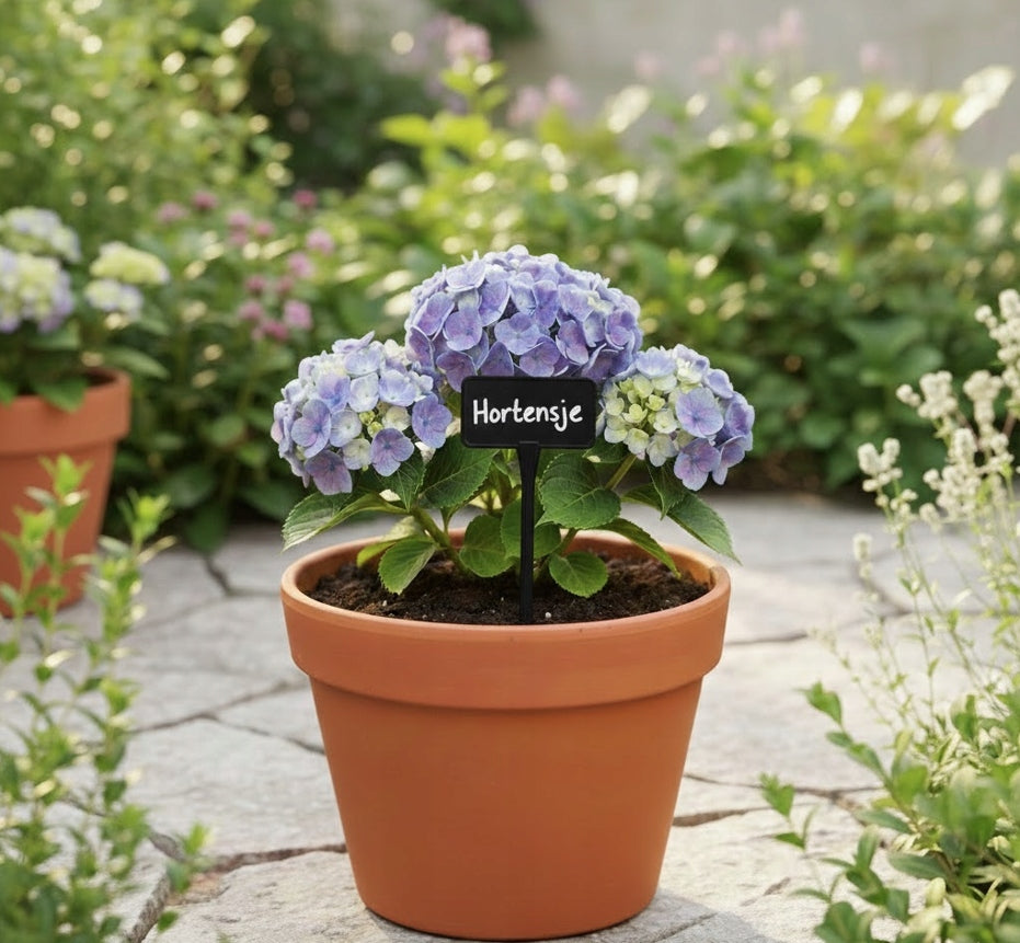 Plant Description Plates Small 10,5x7cm Interchangeable Field Black +marker Packaging status original