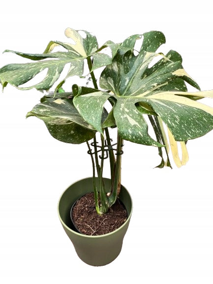 Plant Support Flowers Support STRONG Gripper S 10cm x3 Dominant material other