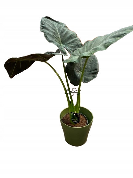 Plant Support Flowers Support STRONG Gripper S 10cm x3 EAN (GTIN) 5906641422957